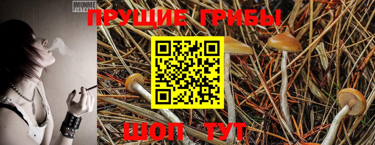 Галлюциногенные грибы Psilocybine cubensis Владивосток